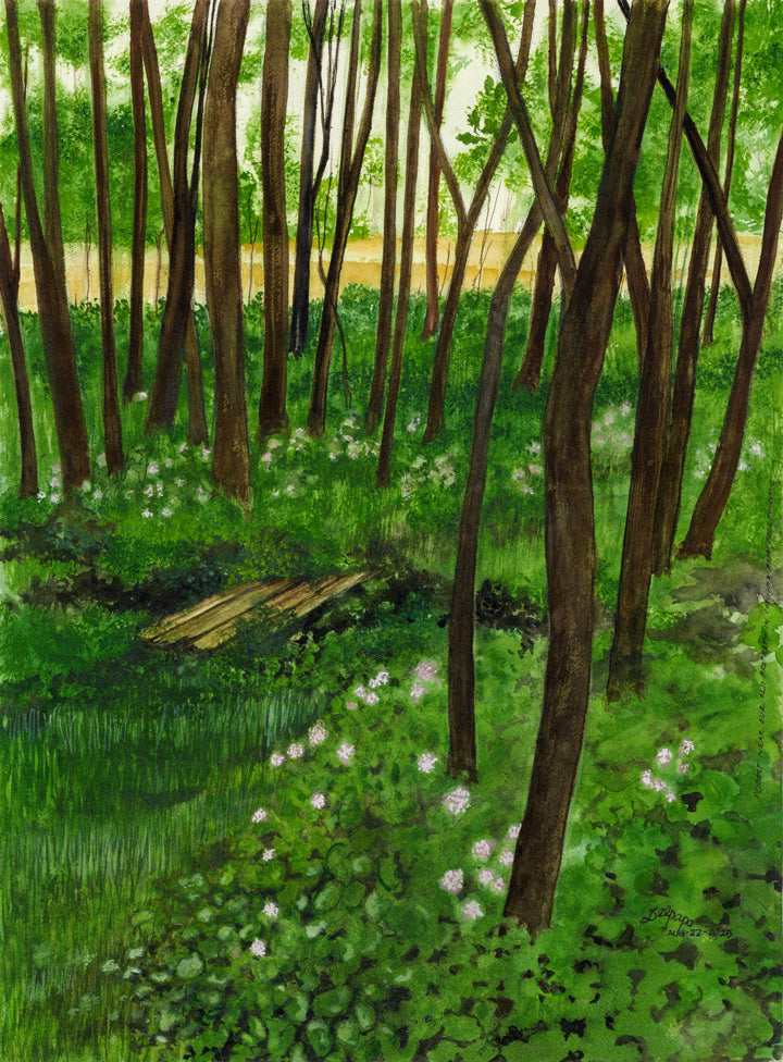 Forest Near Our Old Property In Columbiana Co.