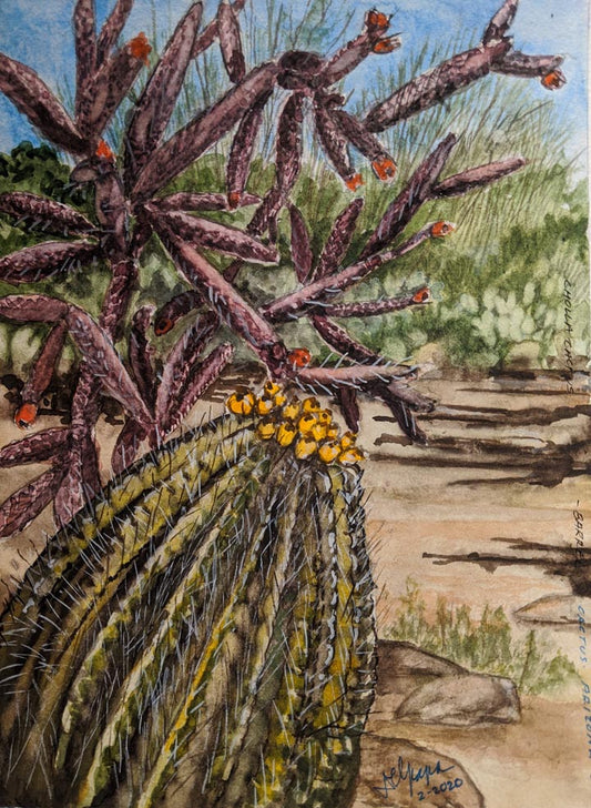 Cactus- Cholla and Barrell