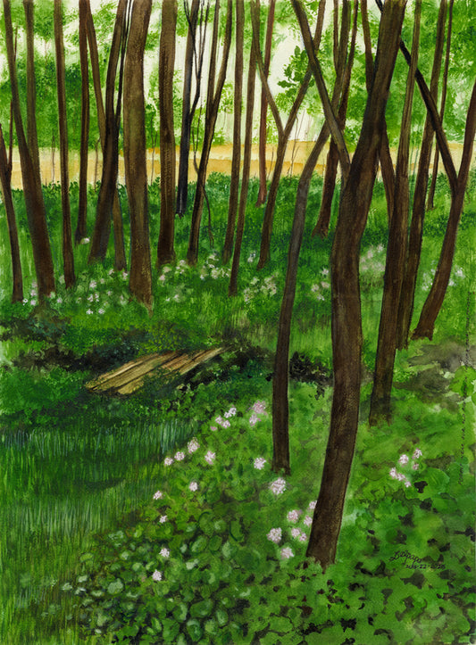 Forest Near Our Old Property In Columbiana Co.