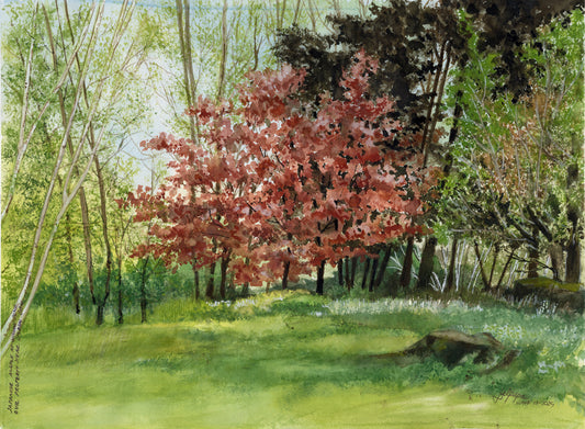 Japanese Maple at Willow Pond