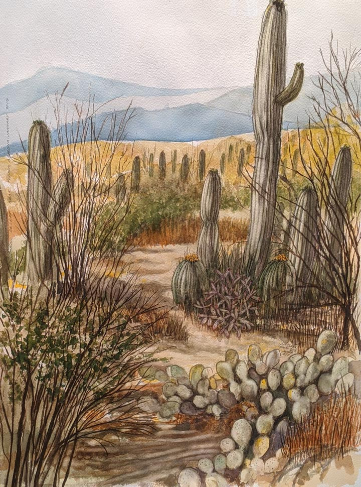 Sonoran Desert