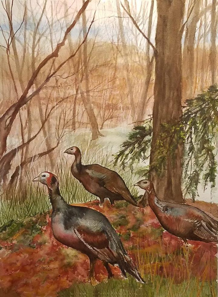 Wild Turkeys